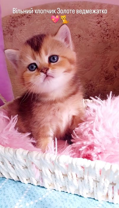 Чарівний хлопчик шотландець Золота шиншила