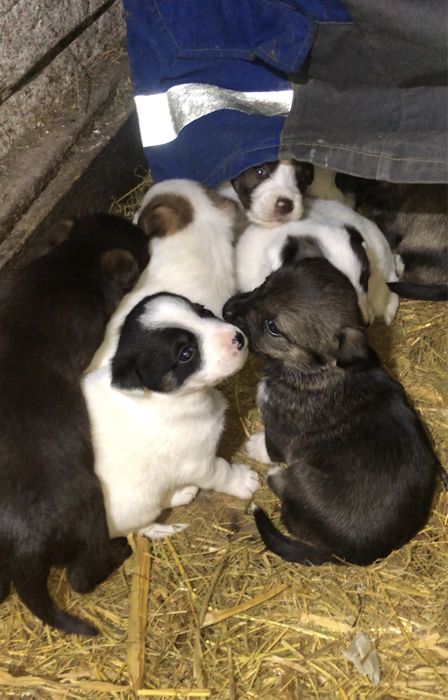 Цуценята Заберіть будь ласка в добрі руки