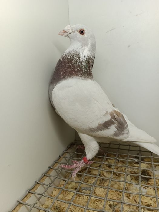 Gołębie Staropolskie