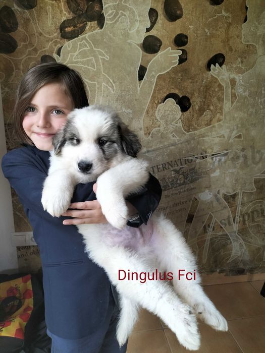 Pirenejski Pies Górski szczeniaczek  z rodowodem FCI