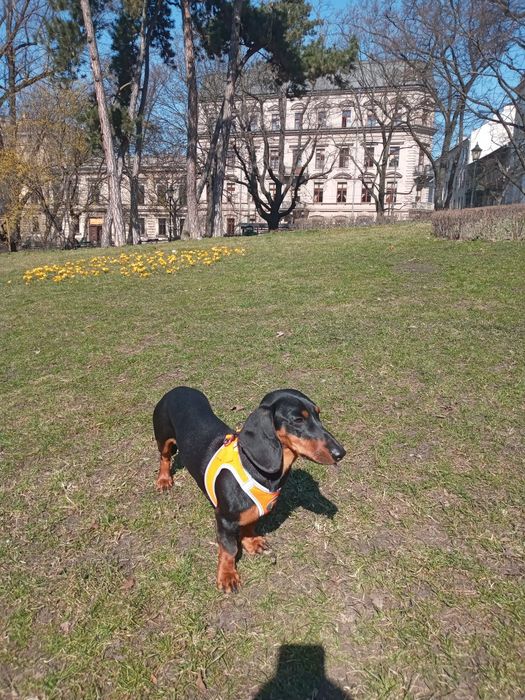 Мальчик для вязки 500грн.