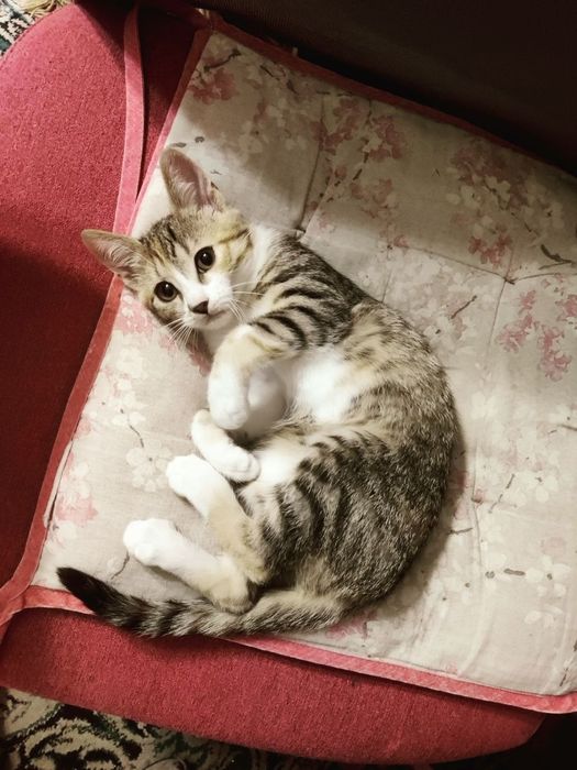 Віддаються кошенята