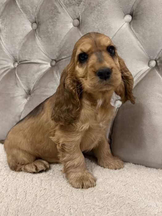 Suczka Cocker Spaniel Angielski