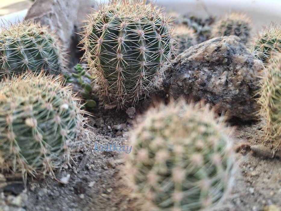 Алое Смарагд продам