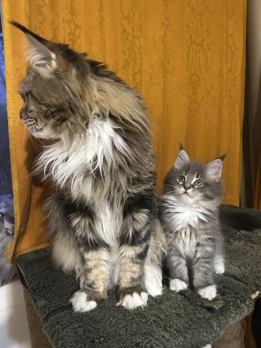 Котенок мейн-кун голубой дым