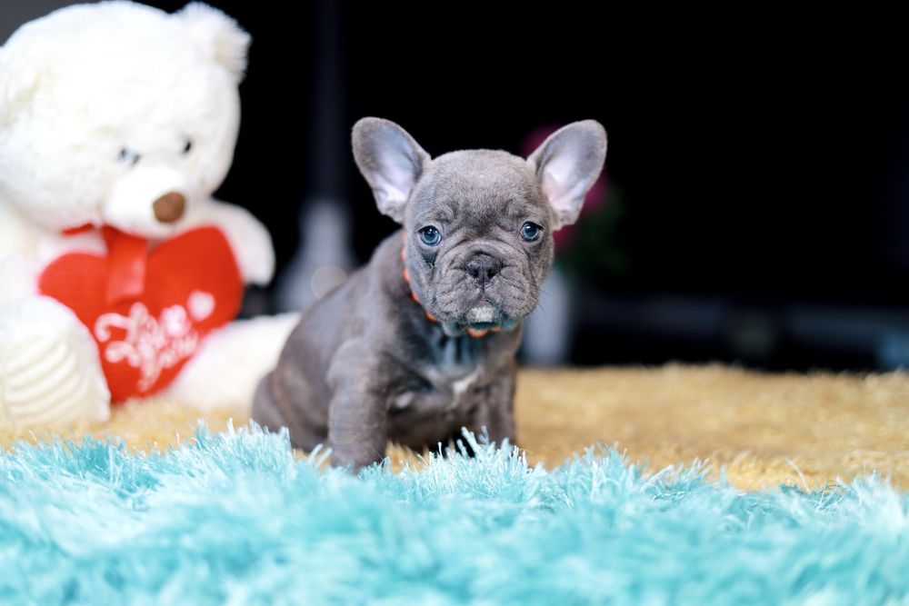 Buldog Francuski Suczka Blue