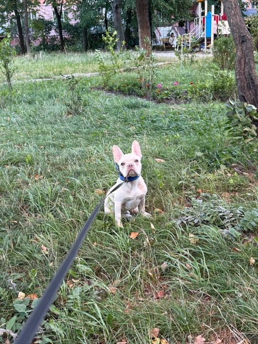 Французький бульдог