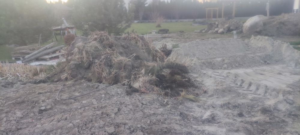 Trawa bambusowa Miskant Olbrzymi