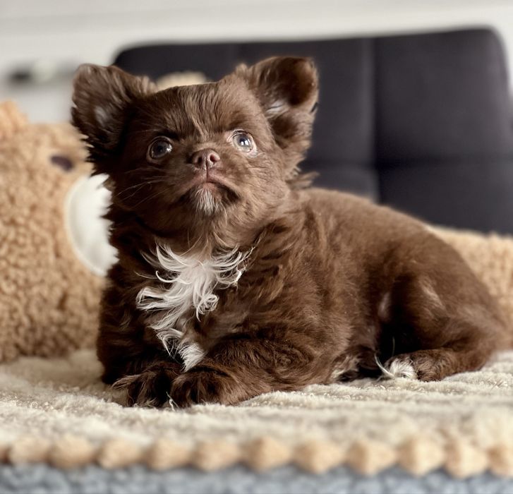 Gotowy do odbioru***Chihuahua Cudowny długowłosy chłopczyk***