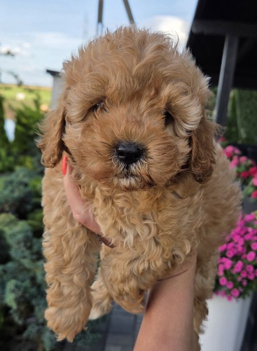 Cavapoo F1B Samczyk  hybryda ras