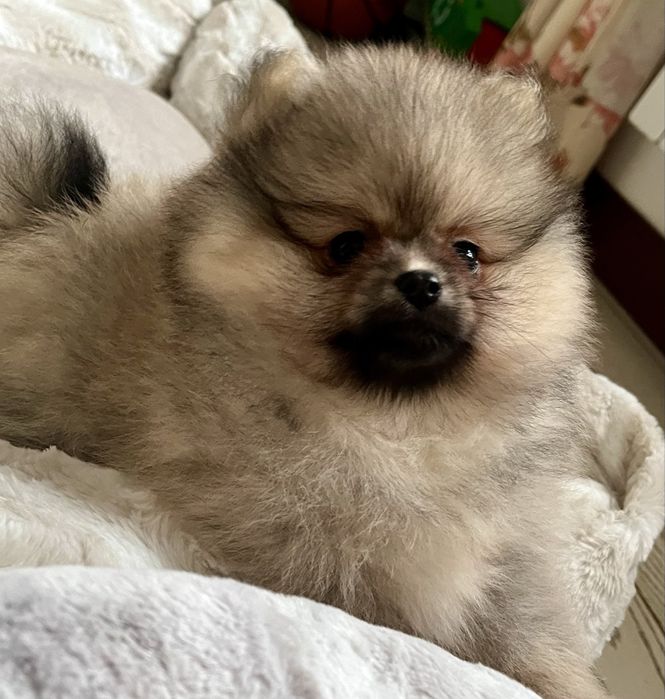 Pomeranian/Szpic Miniaturowy