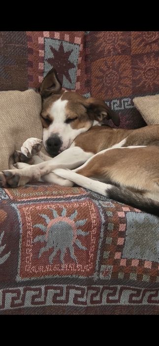 Cadela esterilizada,  super meiga e docil .