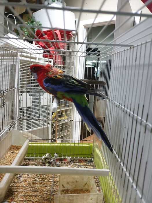 Roselias  vermelhas repordutores