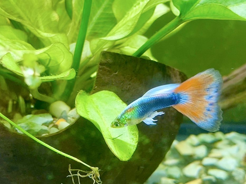 Gupiki tuxedo, ryby, rybki akwariowie. Okazja!