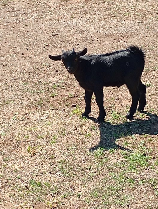 Chivinho macho anão