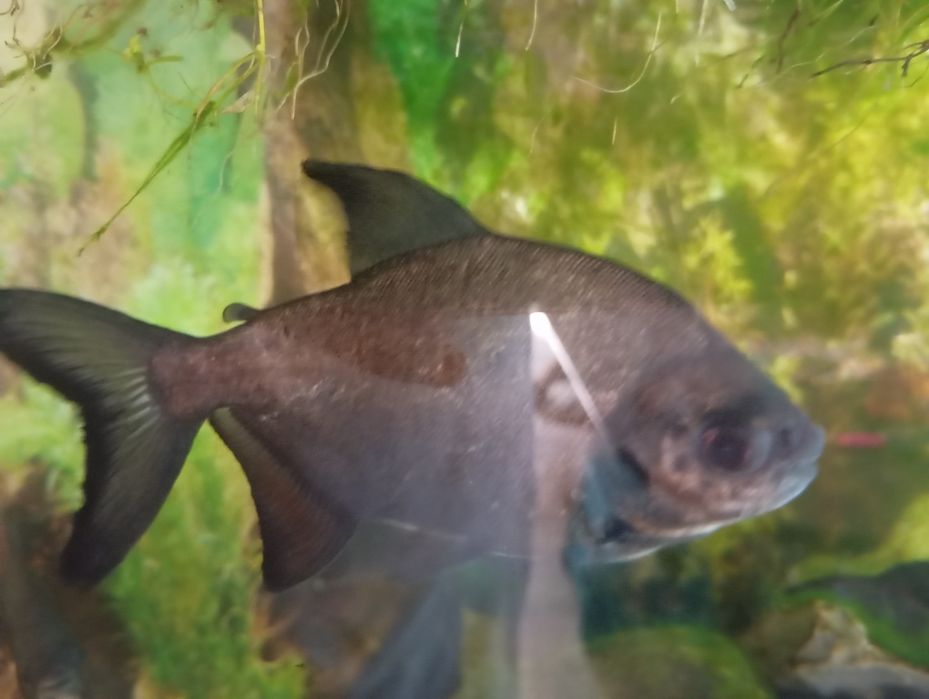 Sprzedam piranie pacu