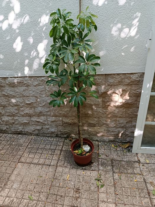 Arbusto em vaso 160cm