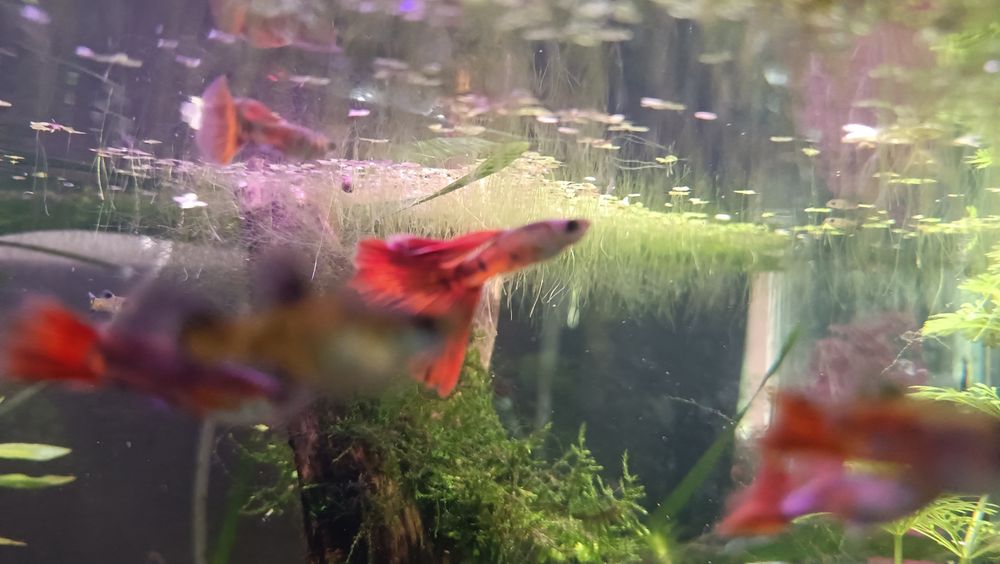Sprzedam gupiki Tiger Red (czysta krew)