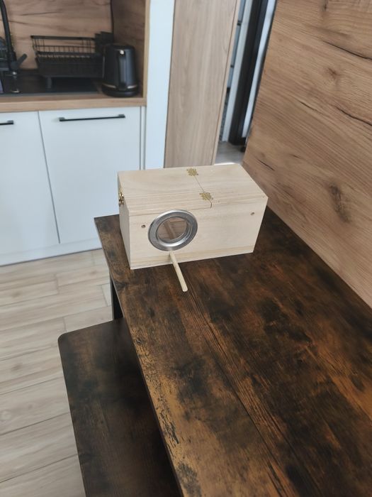 Kanarki zółte(samiec Francesco i samica Miriam)