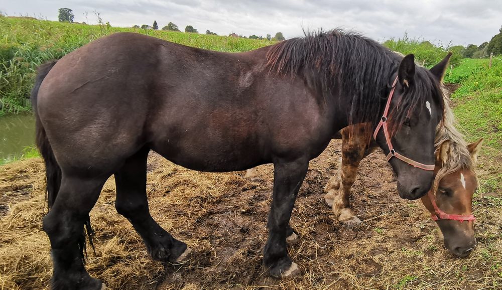 klacz zimnokrwista, 2- latka