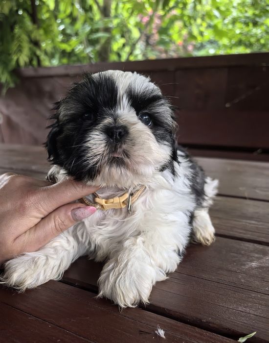 Śliczny piesek shih tzu
