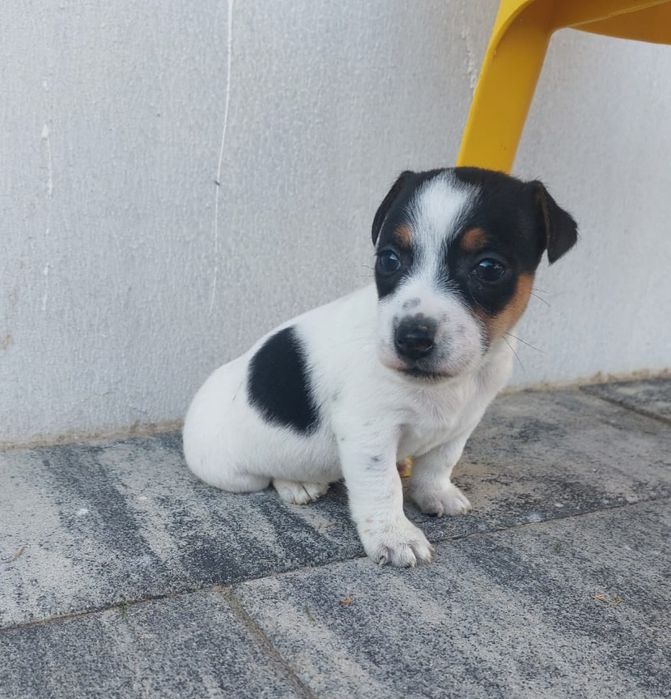 Jack Russell terrier