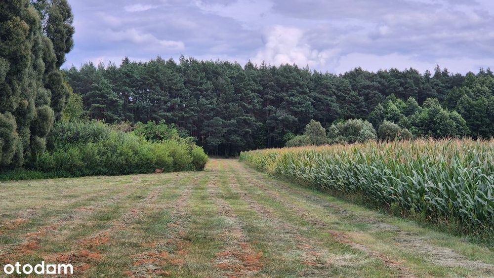 Sprzedam działki w Suliszewie (aktualne WZ) Rzeka. Las. Natura 2000