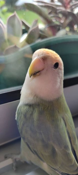 Casal de Agapornis