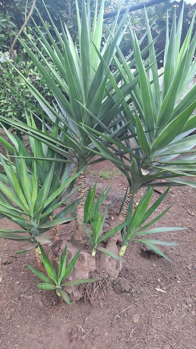 Fiteira para jardim