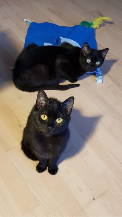 Kotka Wednesday szuka domu stałego lub tymczasowego