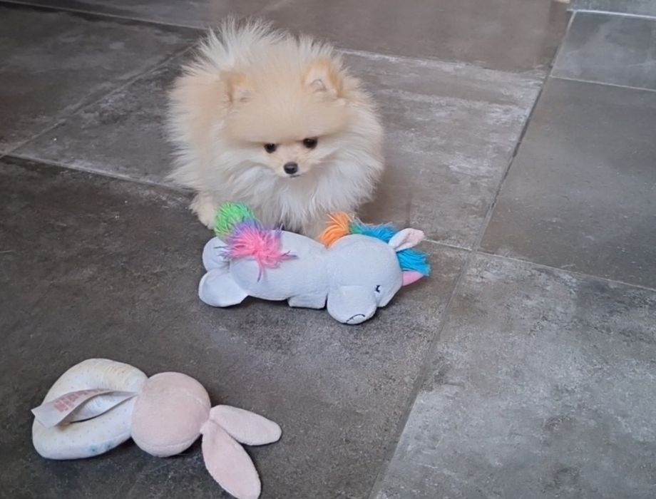 Szpic pomeranian suczka dziewczynka