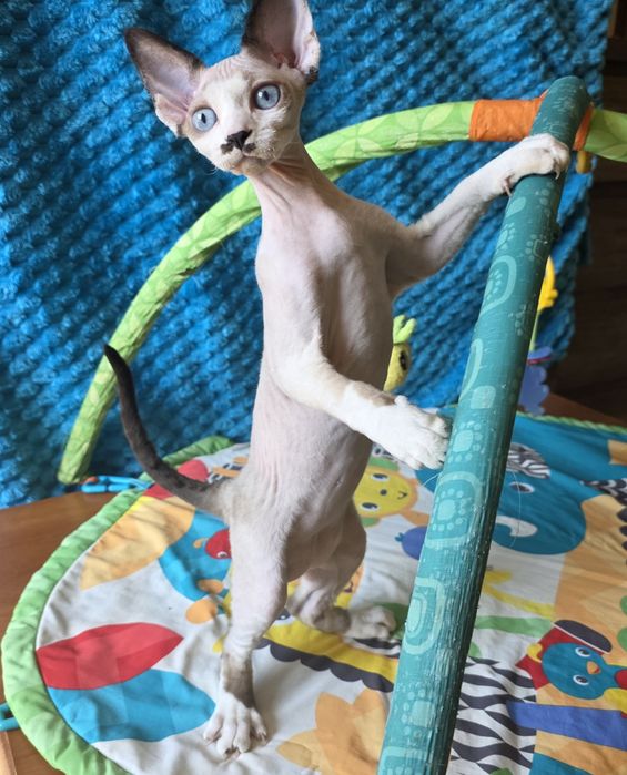 Kocurek niebieskooki Devon rex