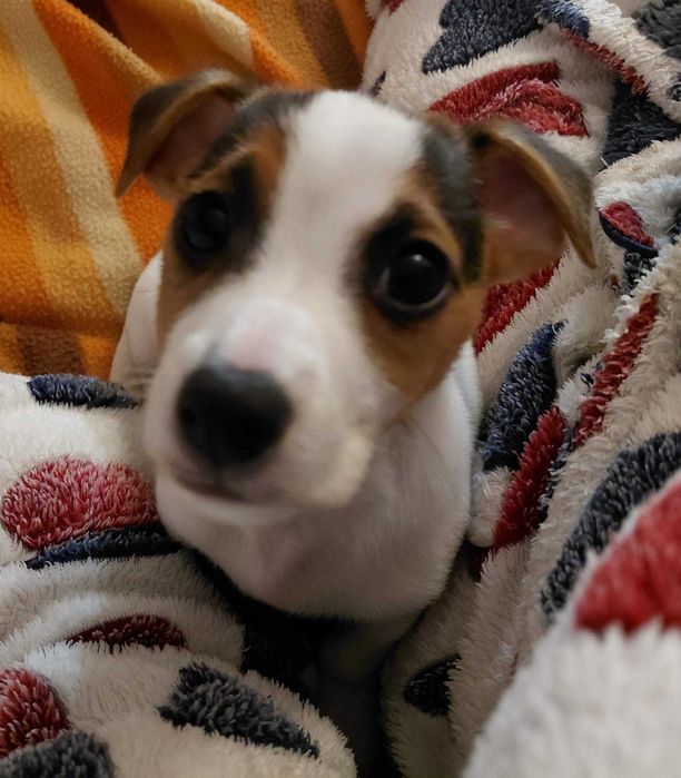 Jack Russel Terrier TOP