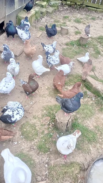 Sprzedam gołębie Kingi