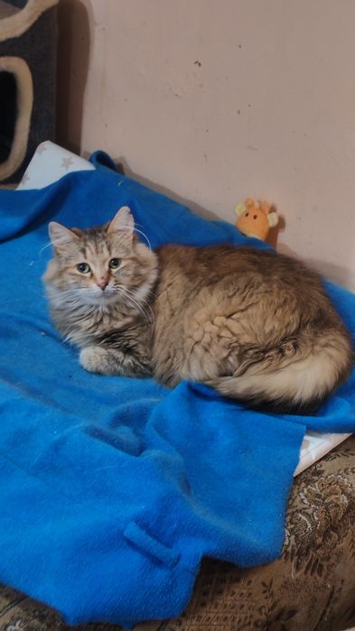 Скромная Пушинка ищет дом