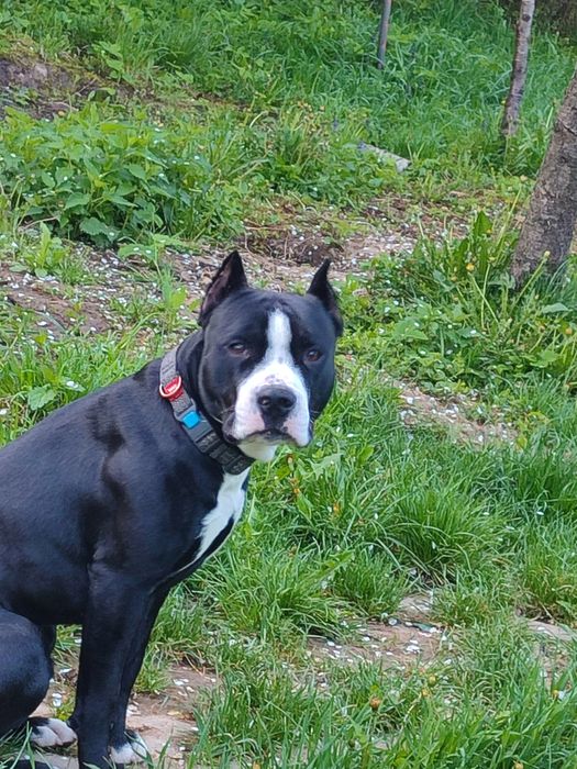 Хлопчик Амстафф шукає дівчинку такої ж пароди для в'язки