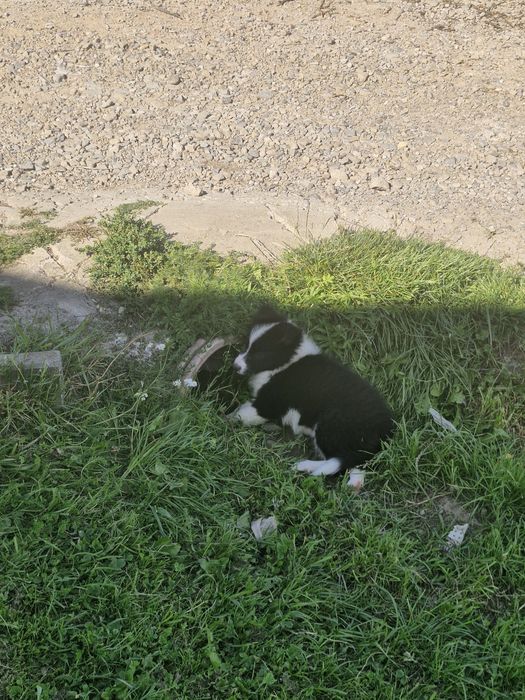 Piesek border collie