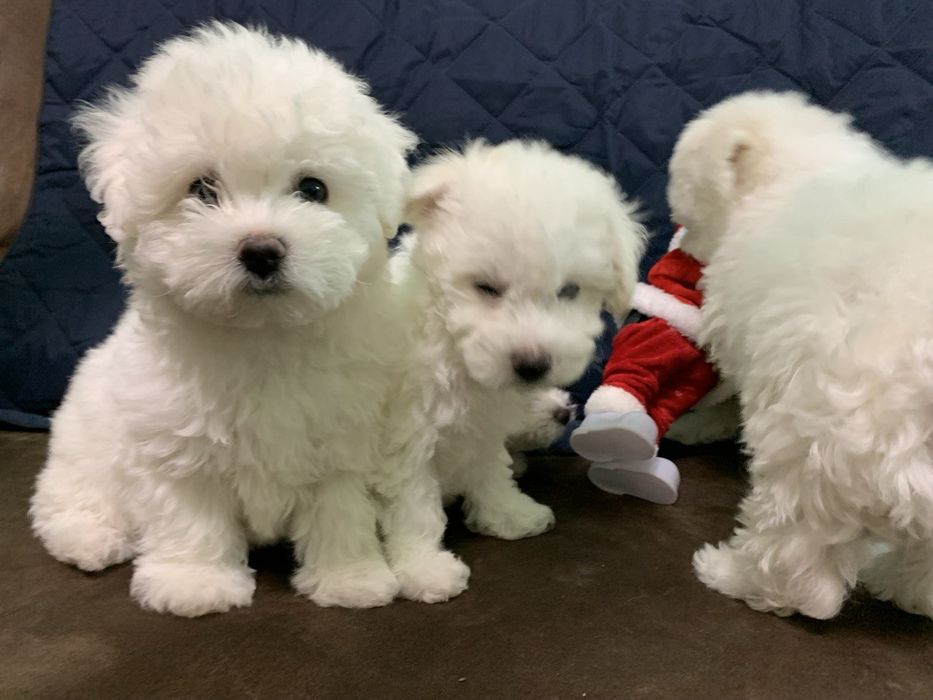 Цуценята Бішон-фрізе