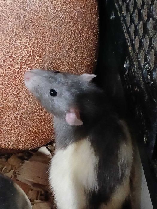 Декоративні щури