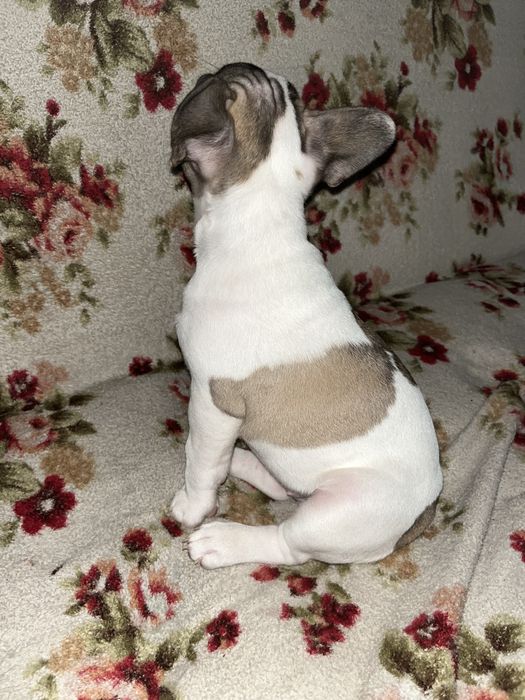 Малыши Французики