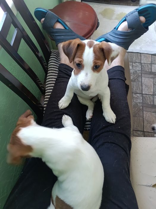 Щенята Джек Рассел