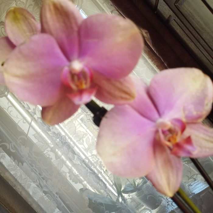 Продам орхідею Бебі Динаміт