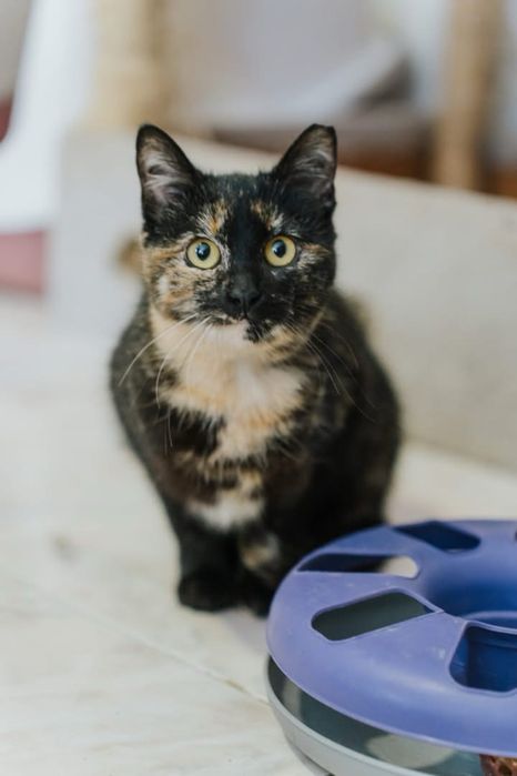 Kali para adoção responsável