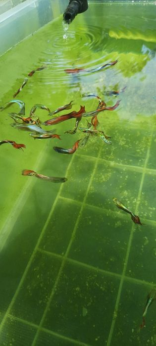 Peixe Guppy água fria