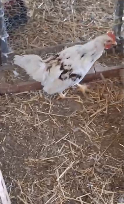 Vendo galo
