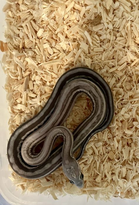 Wąż zbożowy Anery Tessera Scaleless het Amel dostepne samce i samice