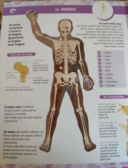 Livro cartonado O corpo humano em transparências