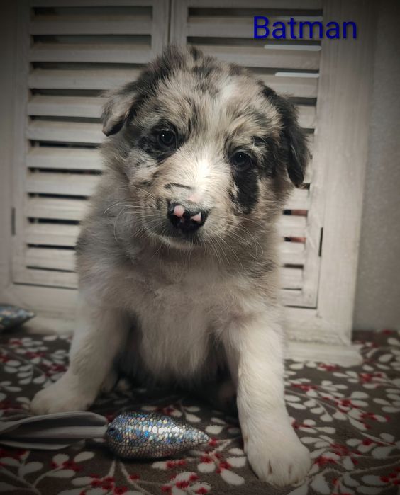 Border collie piesek Blue merle przebadani rodzice do odbioru