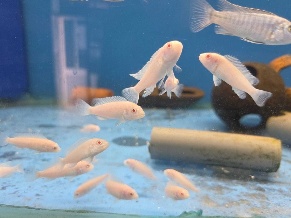 Pseudotropheus Snow white 3.5-4.5 cm