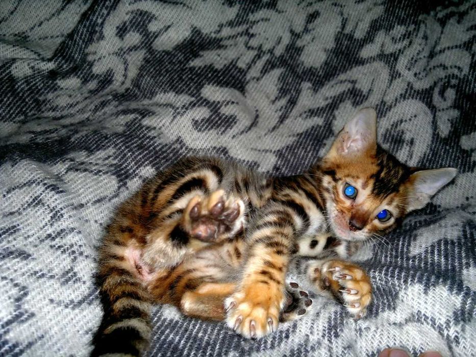 Шикарна бенгальська манюшечка з документами